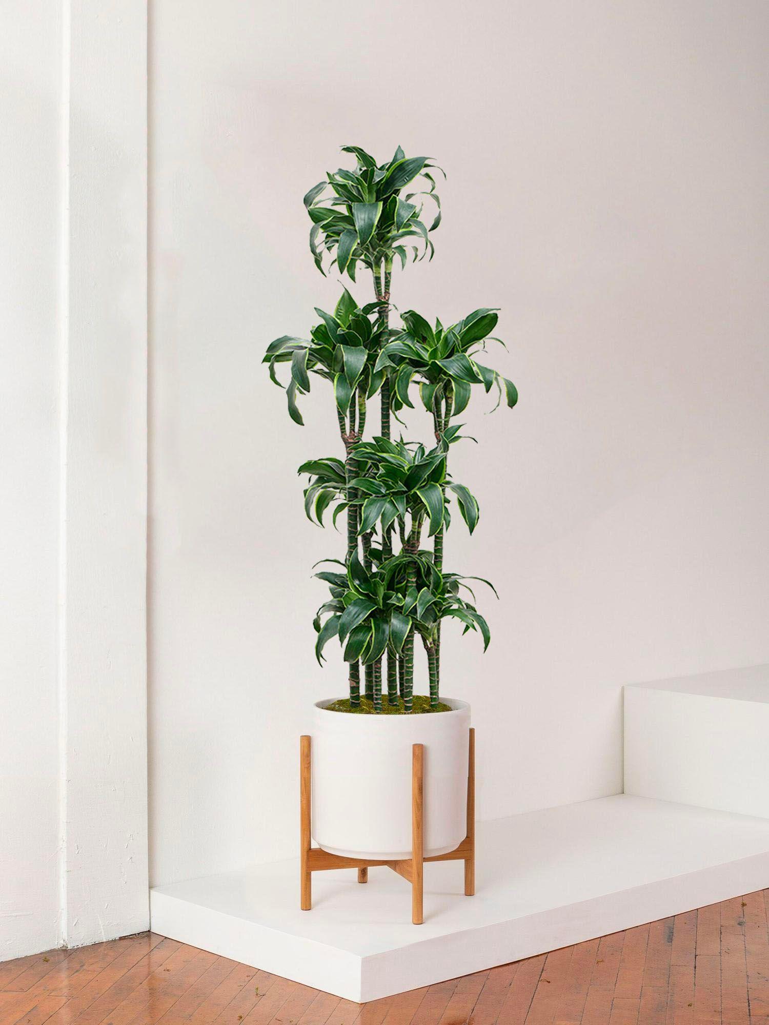 Dracaena Fragrans Dorado