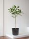 Ficus Audrey Tree
