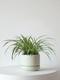 Spider Plant