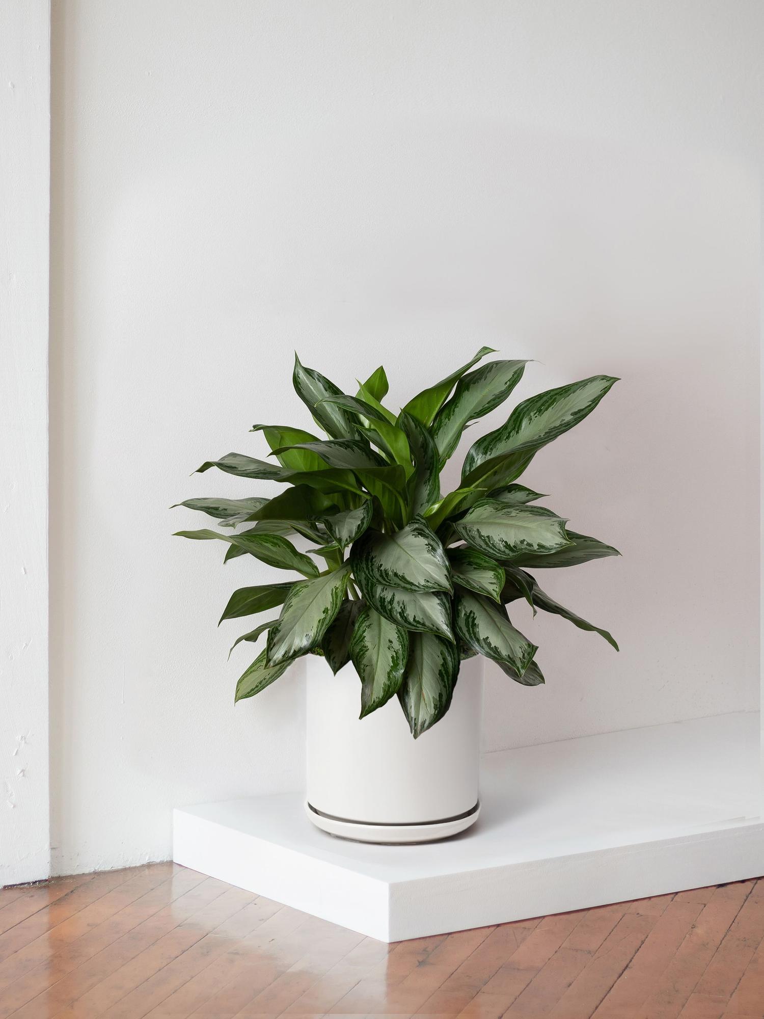 Silver Evergreen