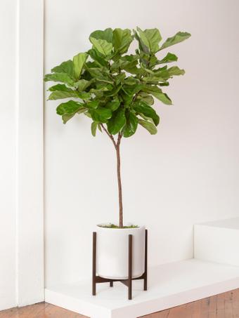indoor plants picture