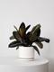 Rubber Plant
