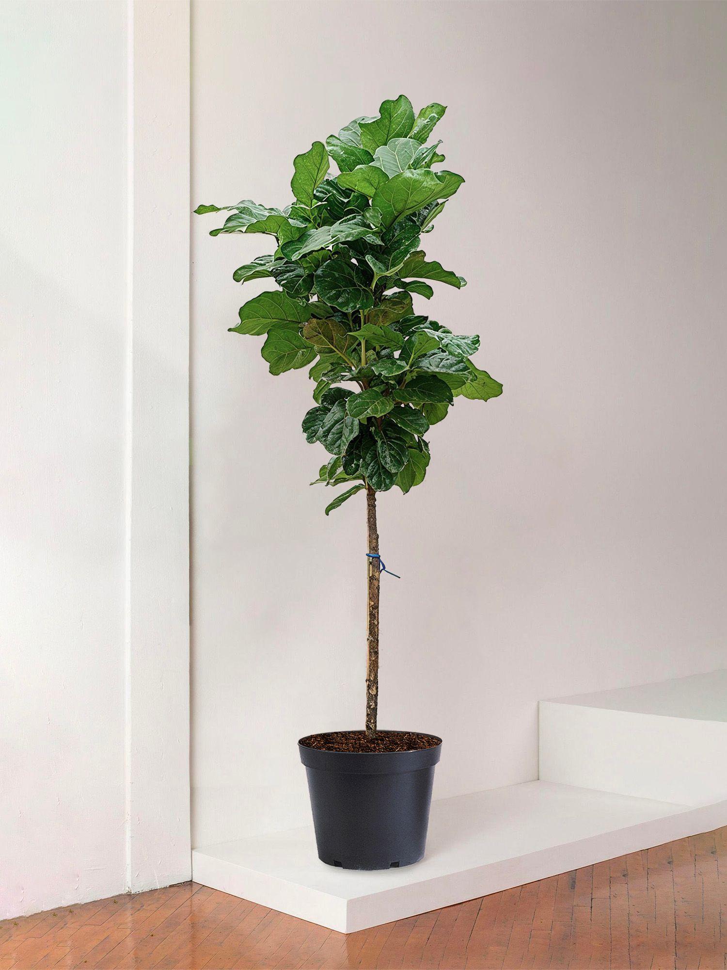Großer Geigenfeigenbaum