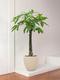Braided Money Tree