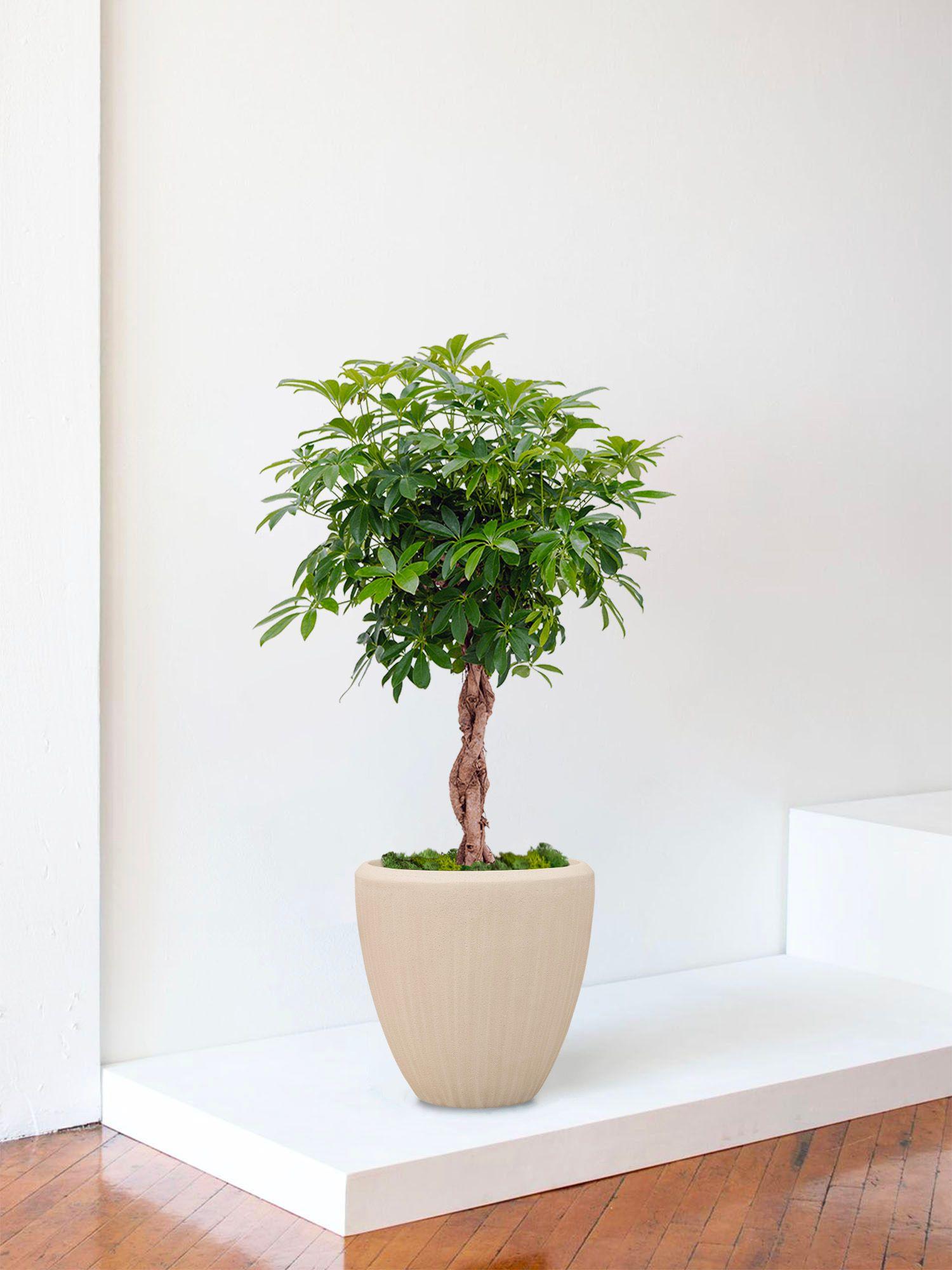Cache-pot Maia - Le 30