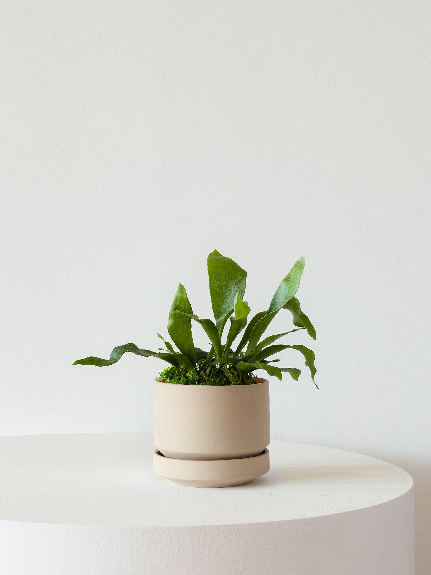 Staghorn Fern