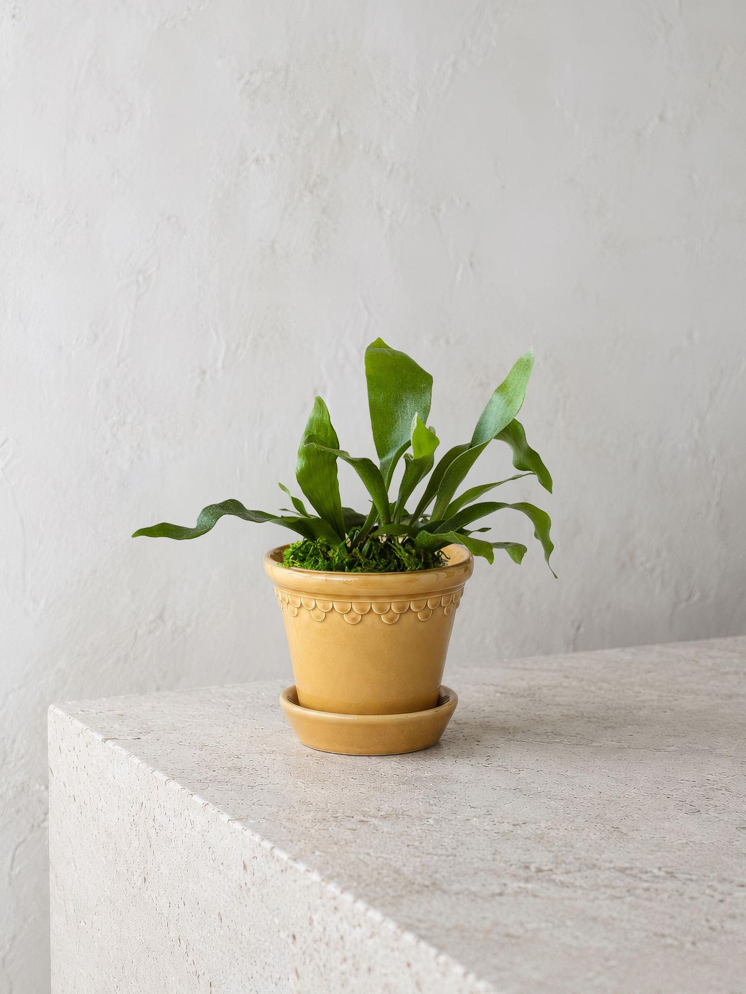 Staghorn Fern