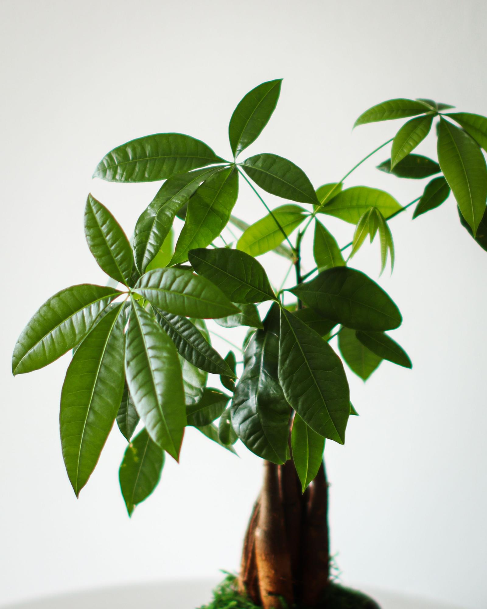 Braided Money Tree