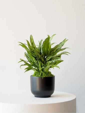 indoor plants picture