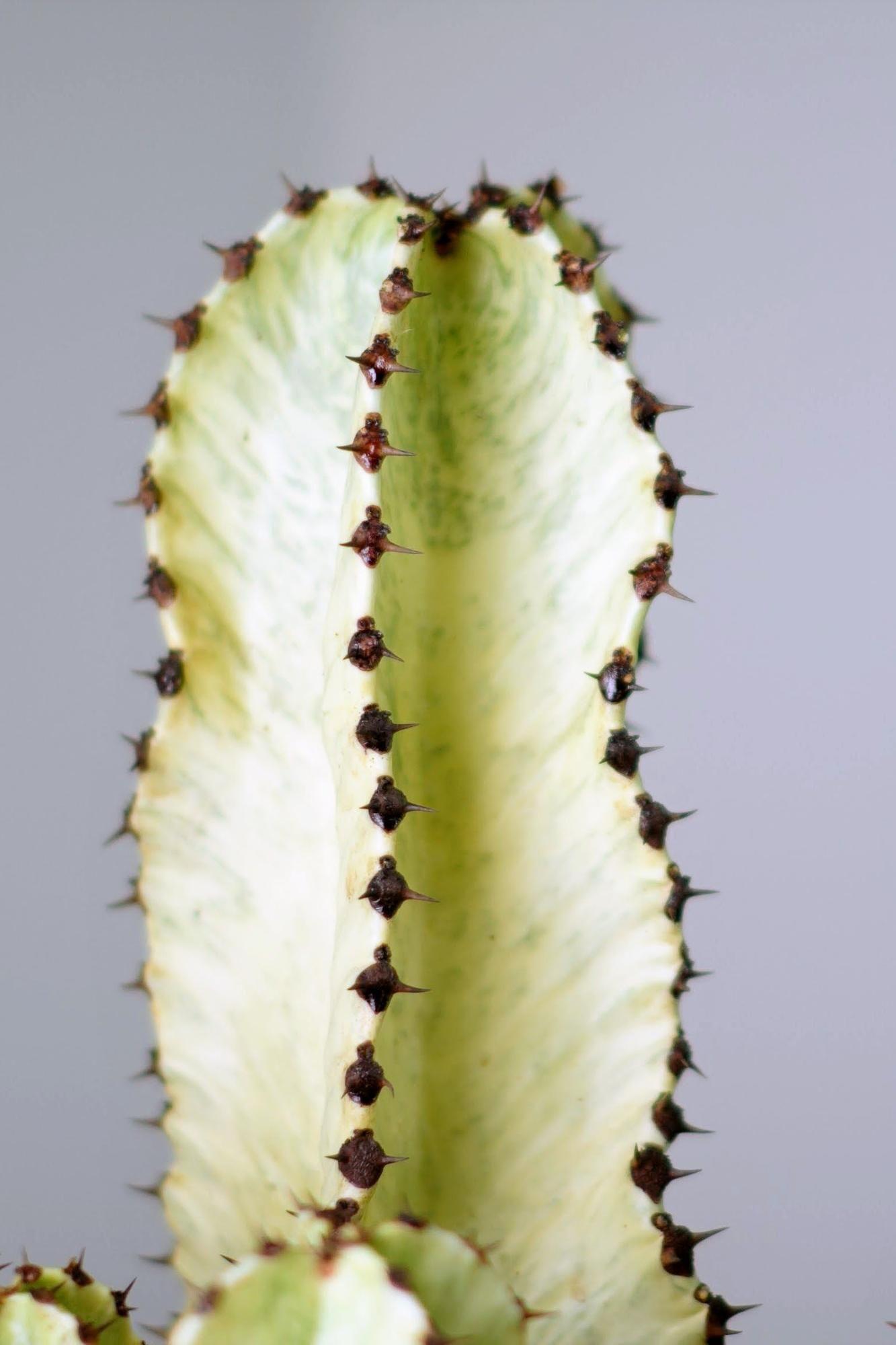 Desert Cactus