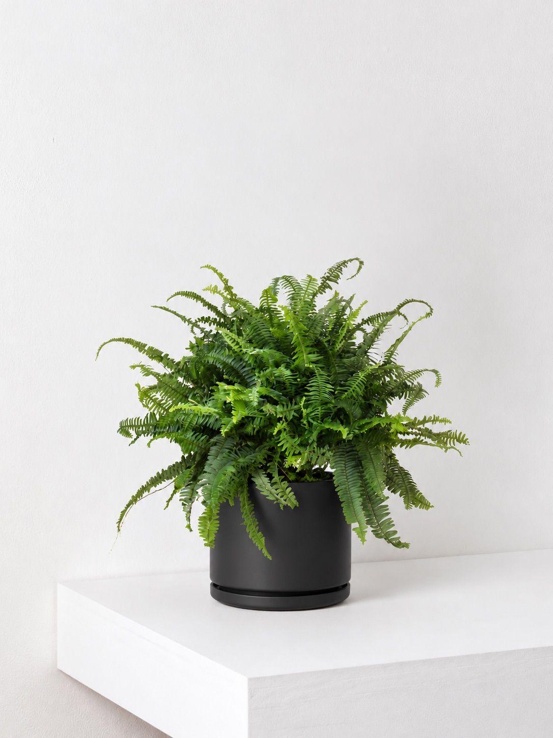 Boston Fern