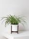 Spider Plant