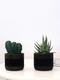 Duo Cactus X Big Band