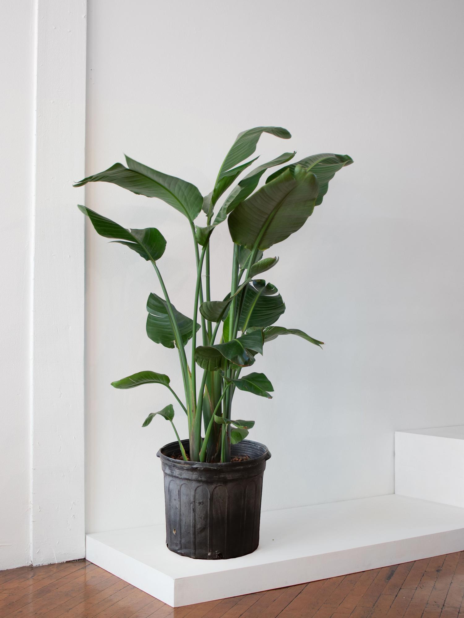 Bird of Paradise - No Decorative Pot - Plant Only 