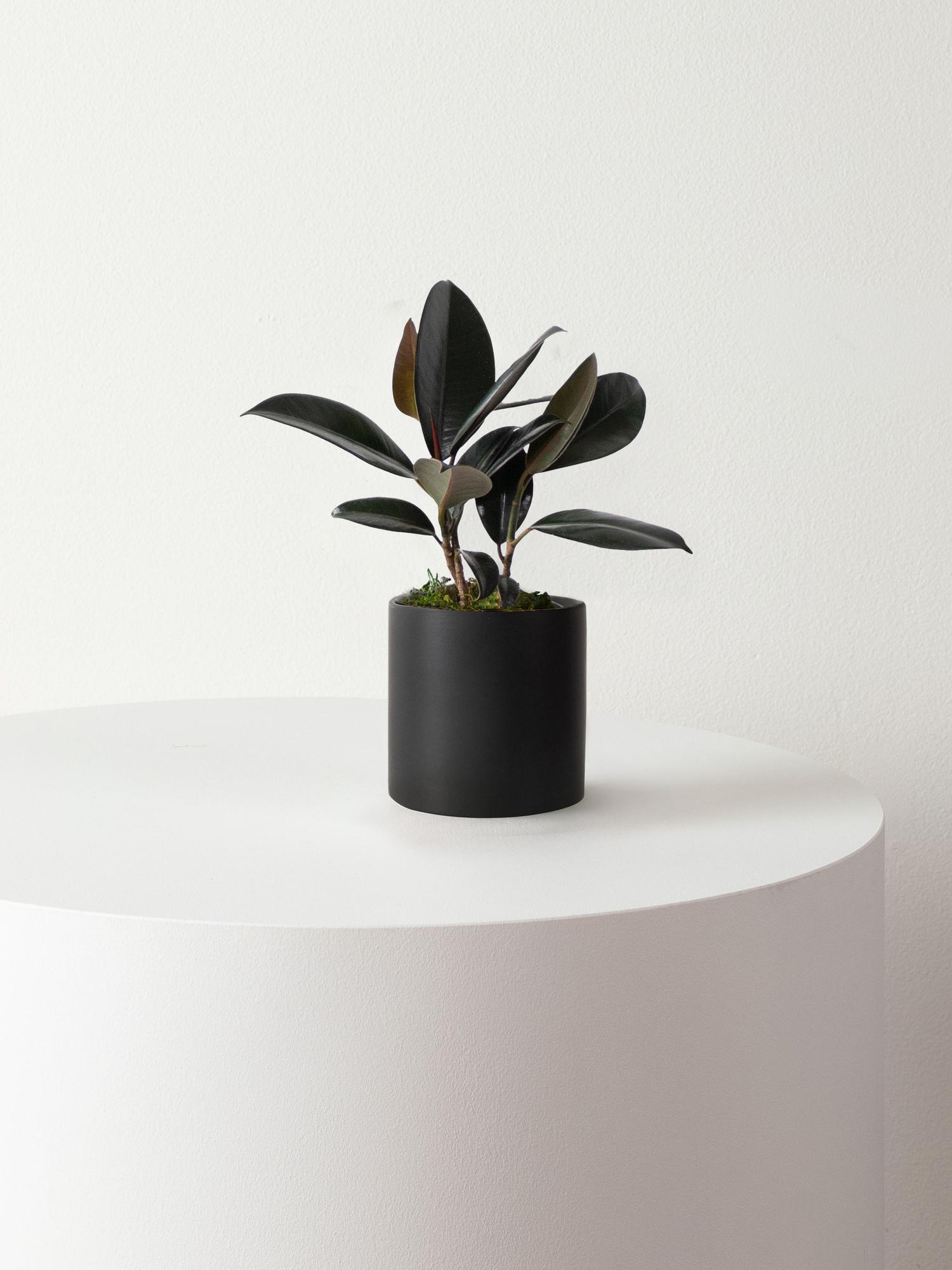 Rubber Plant - Black Mid-Century Ceramic 