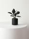 Rubber Plant
