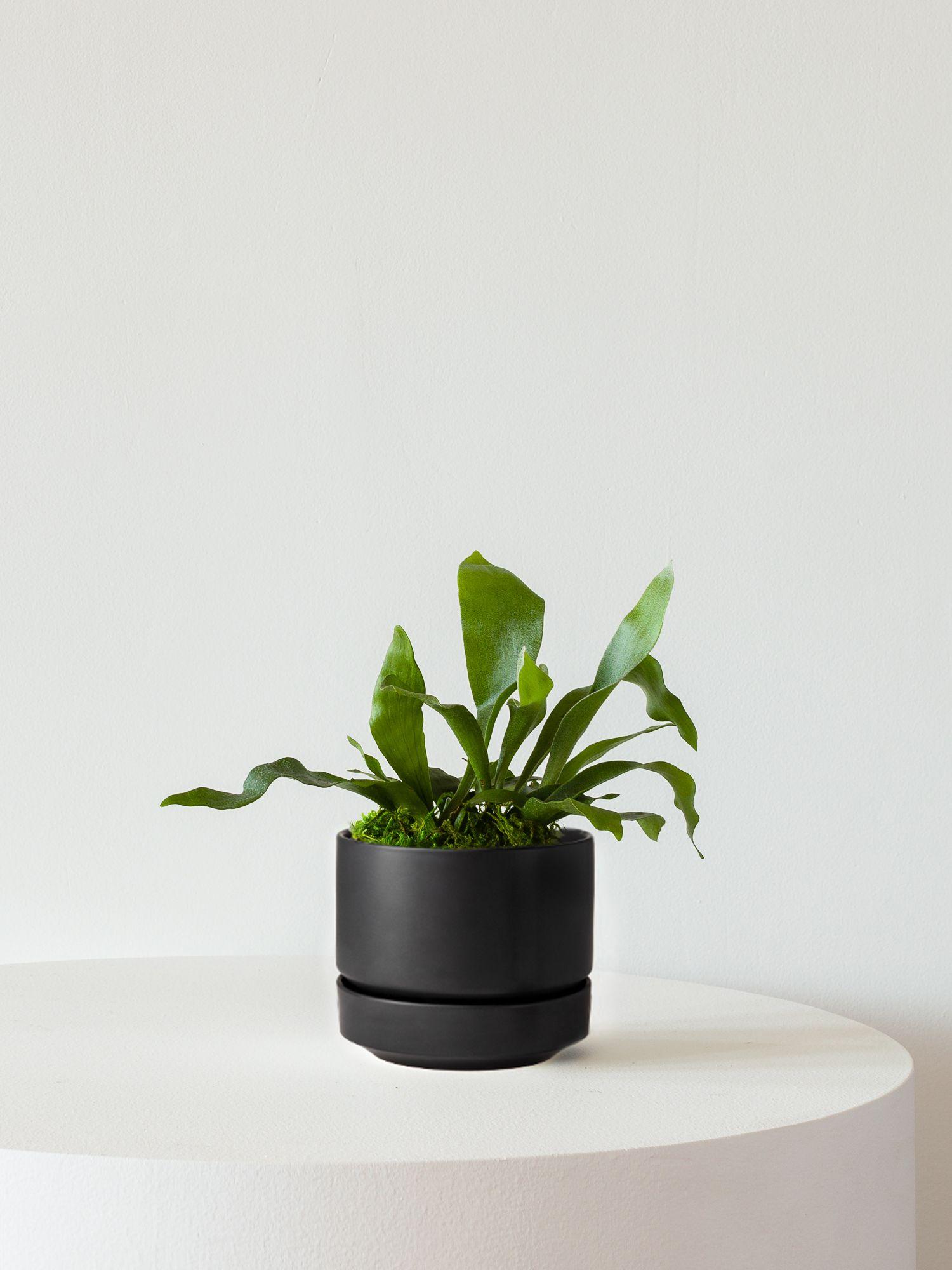 Staghorn Fern