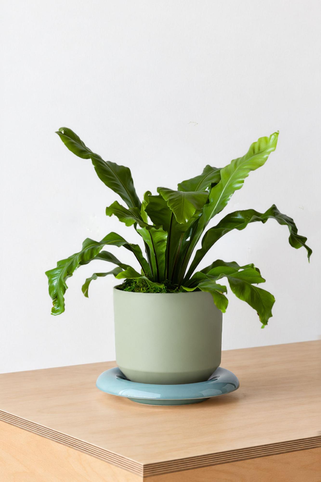Birds Nest Fern