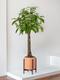 Braided Money Tree