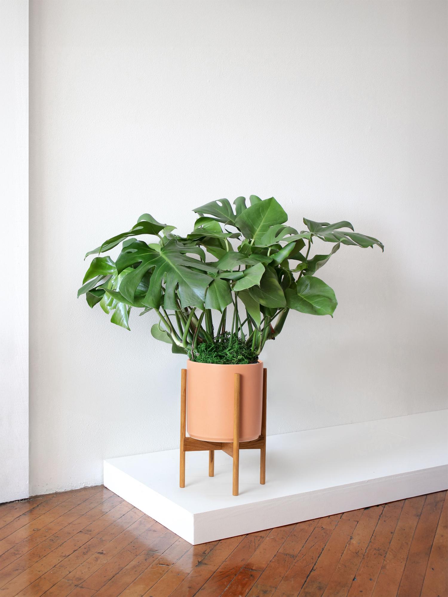 Monstera Deliciosa Large (2 ½ ft tall) by Léon & George