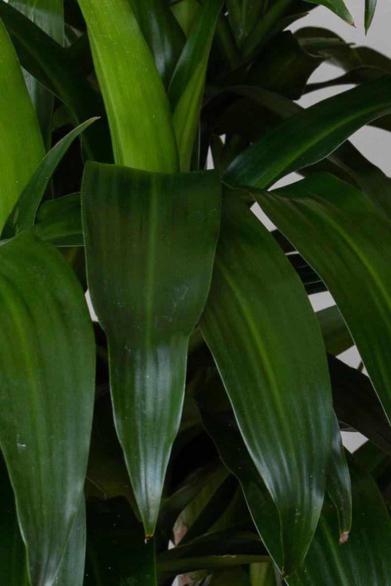 Dracaena Lisa