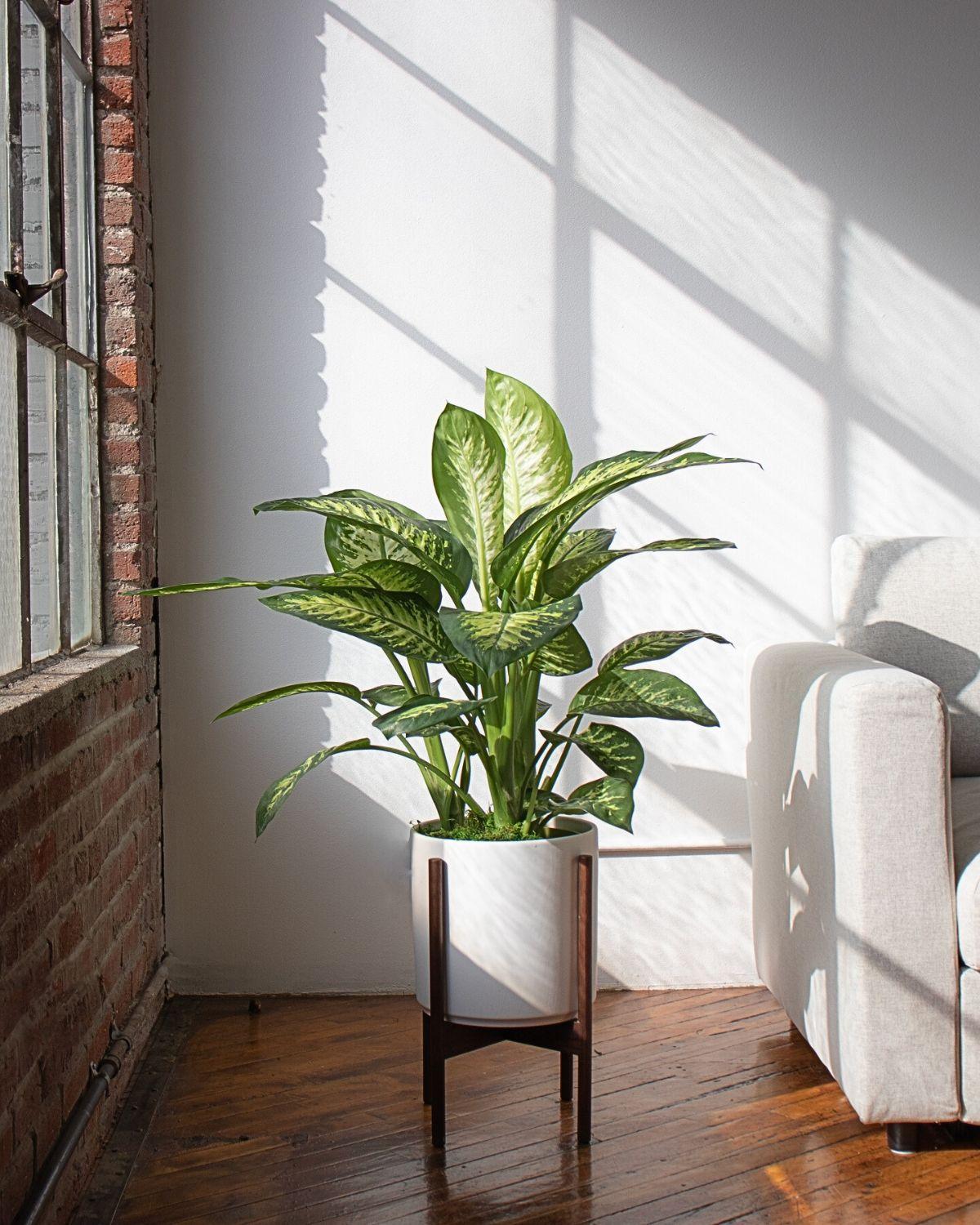 Dieffenbachia