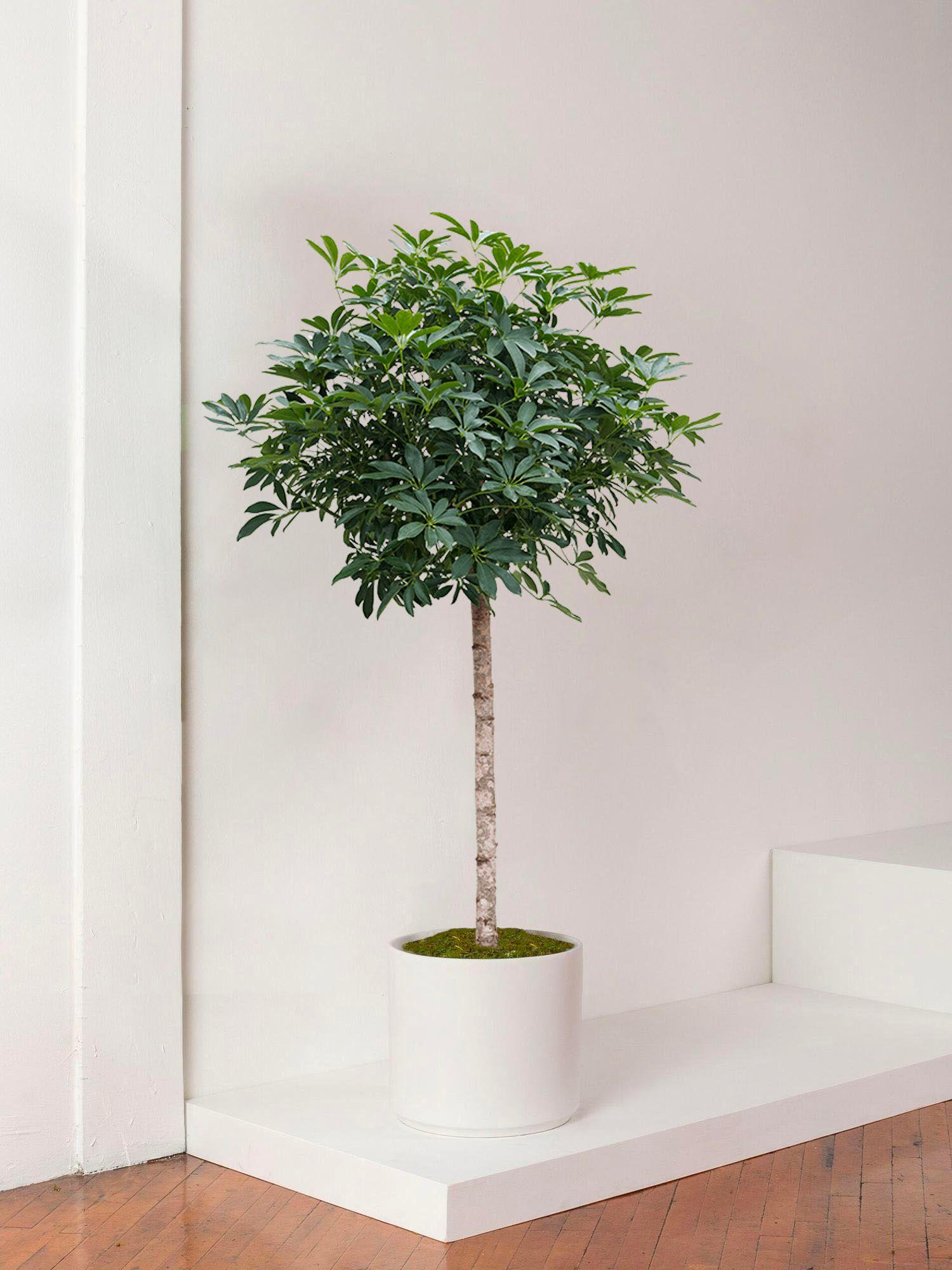 Arbre Schefflera