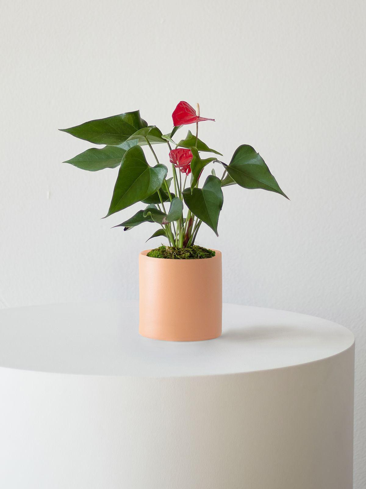 Anthurium - King of Hearts