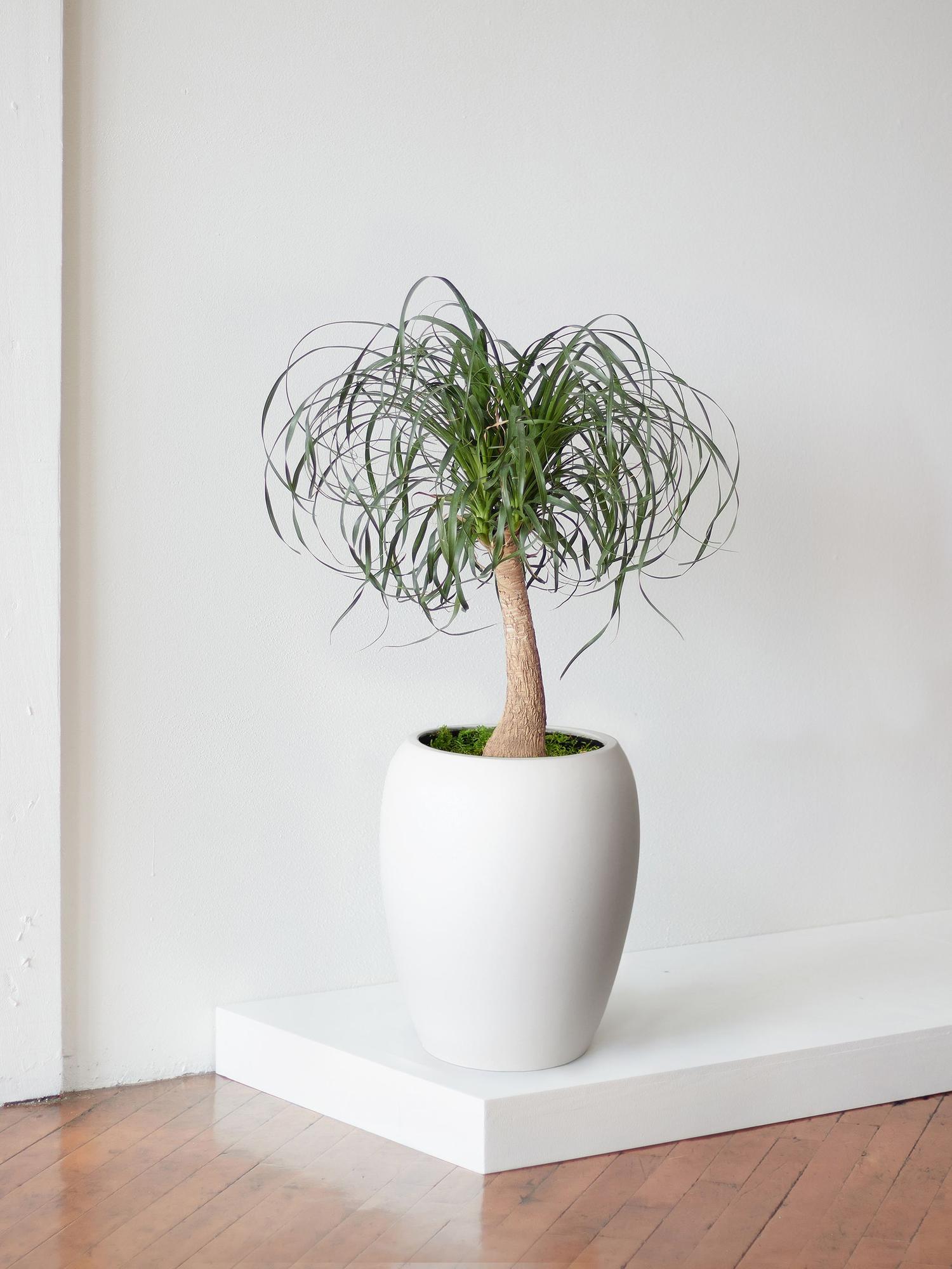 Ponytail Palm - White Calix Pot 