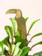 Plant Animal - Toucan