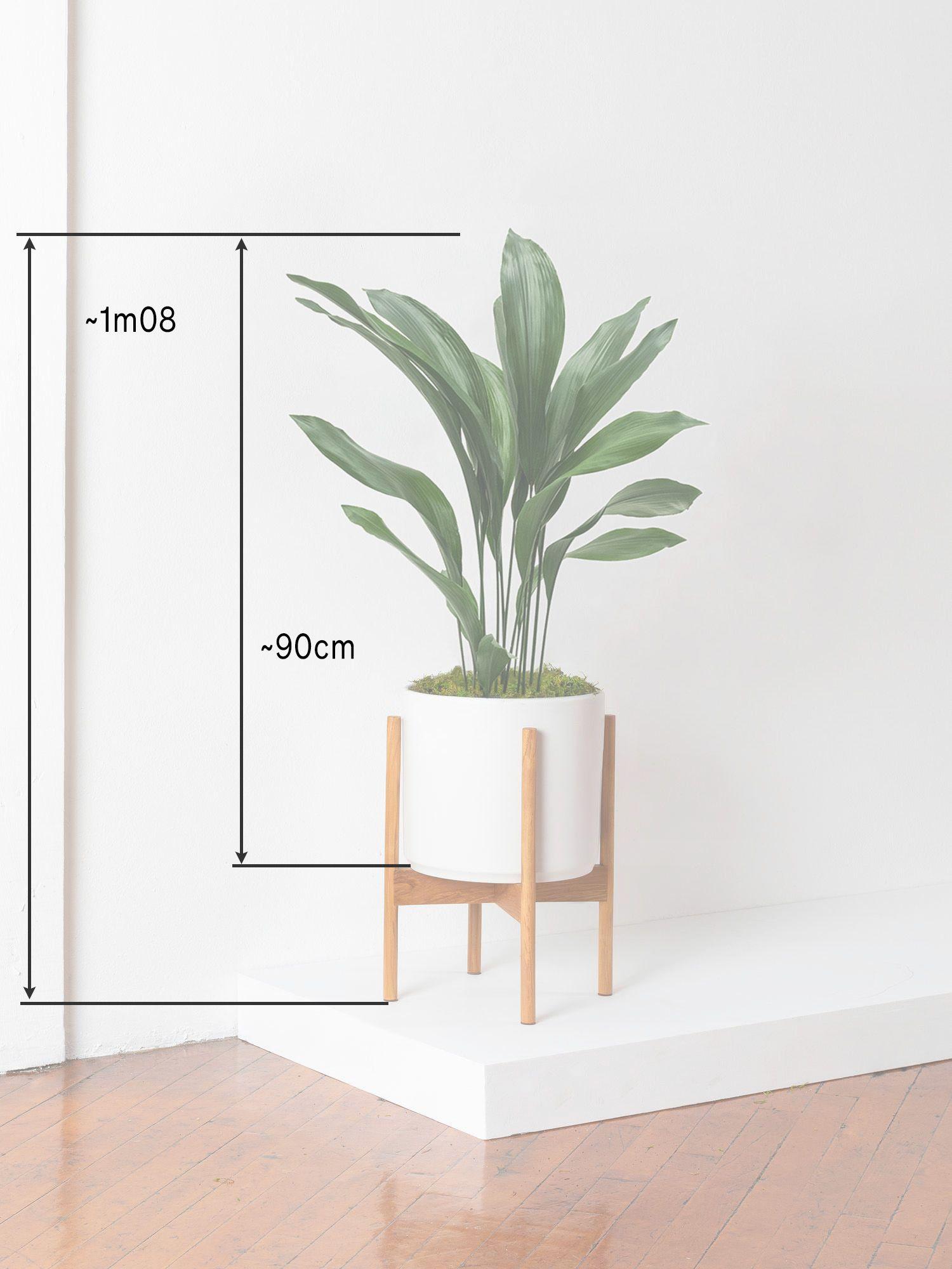 Aspidistra Elatior