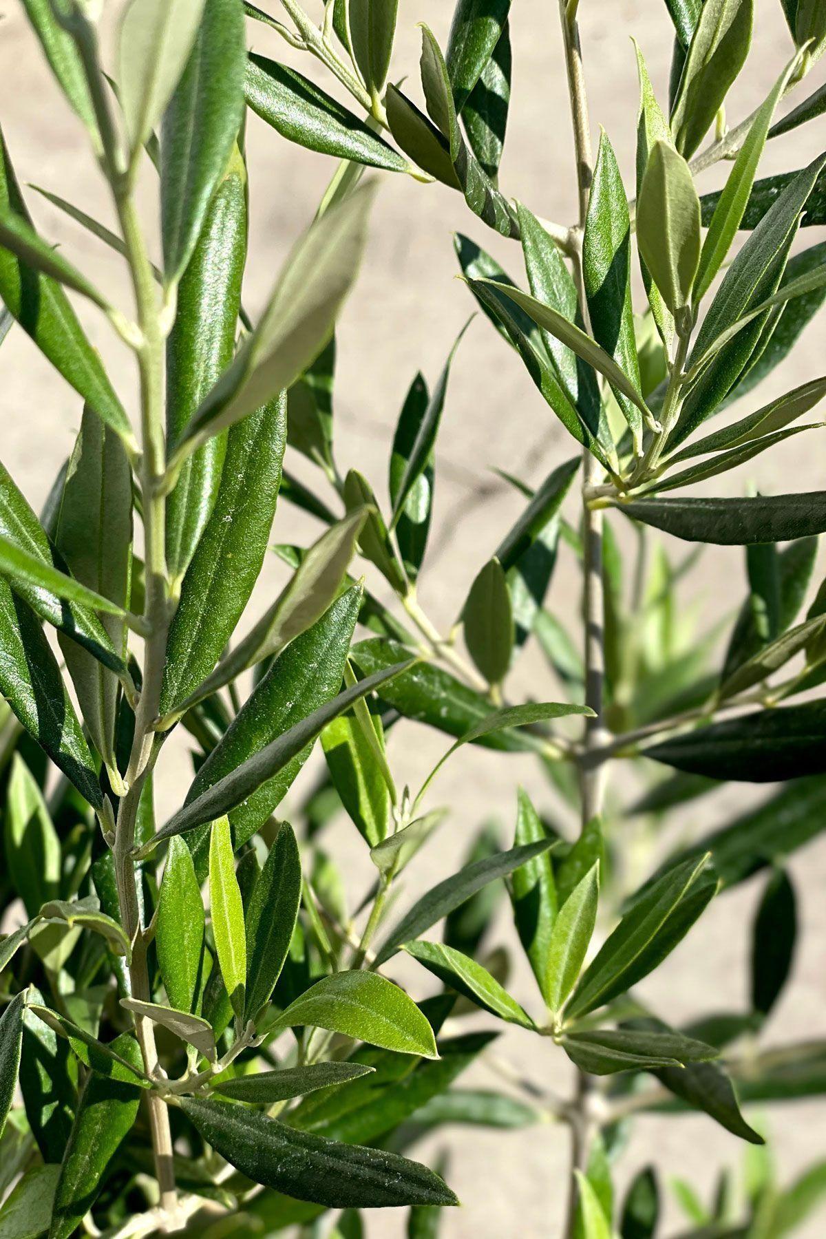 Olive Bush