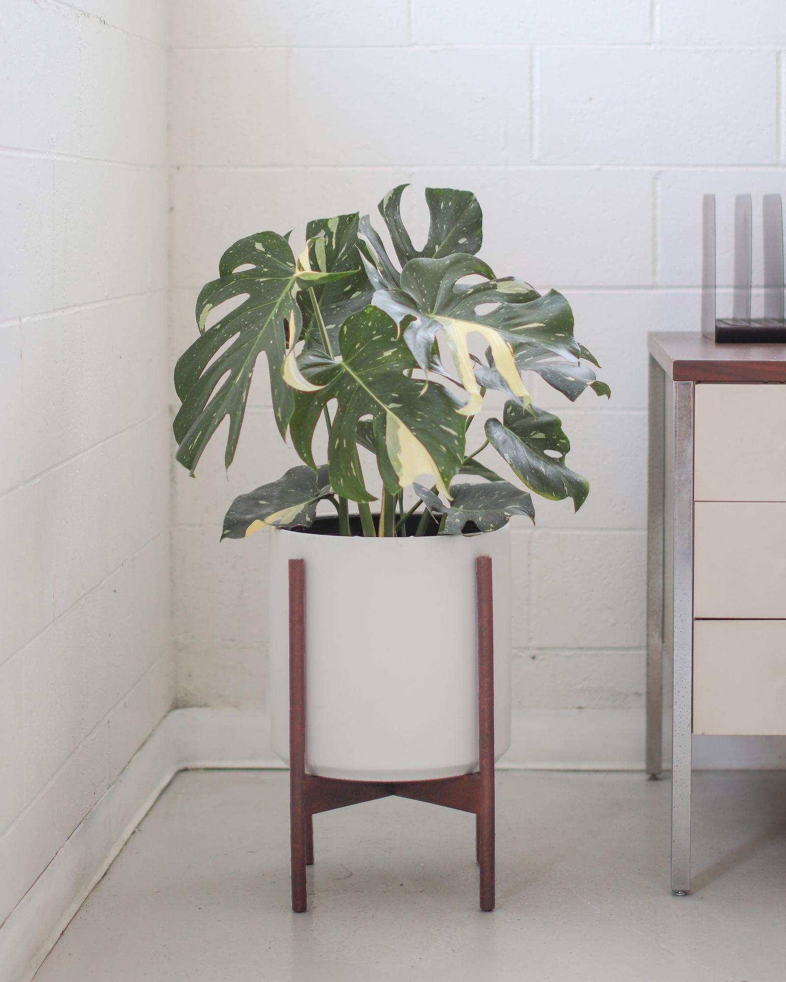 Monstera Thai Constellation