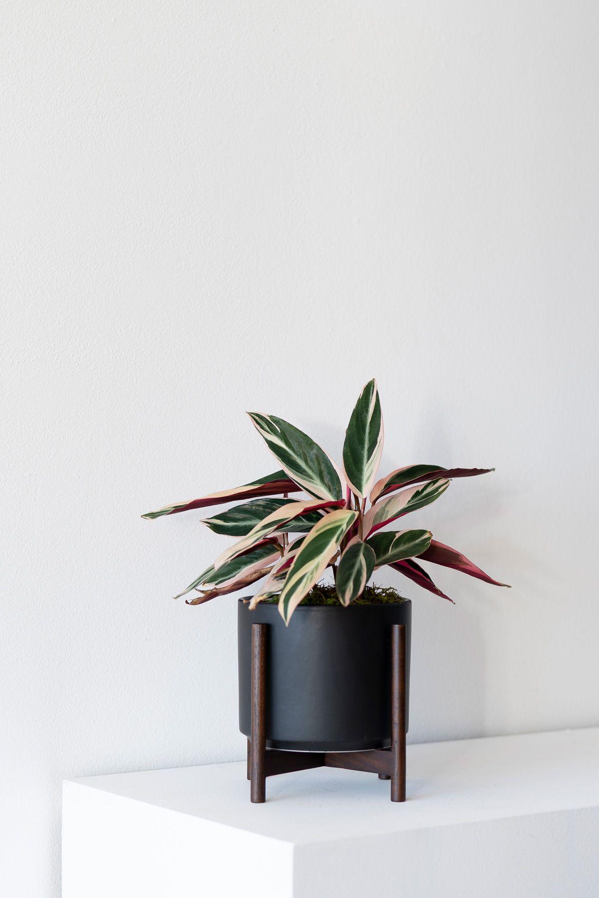 Magenta Triostar - Black Mid-Century Ceramic + Dark Wood Stand 