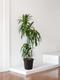 Dracaena Lisa