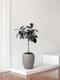 Rubber Tree Standard
