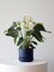 Anthurium - Queen of Spades