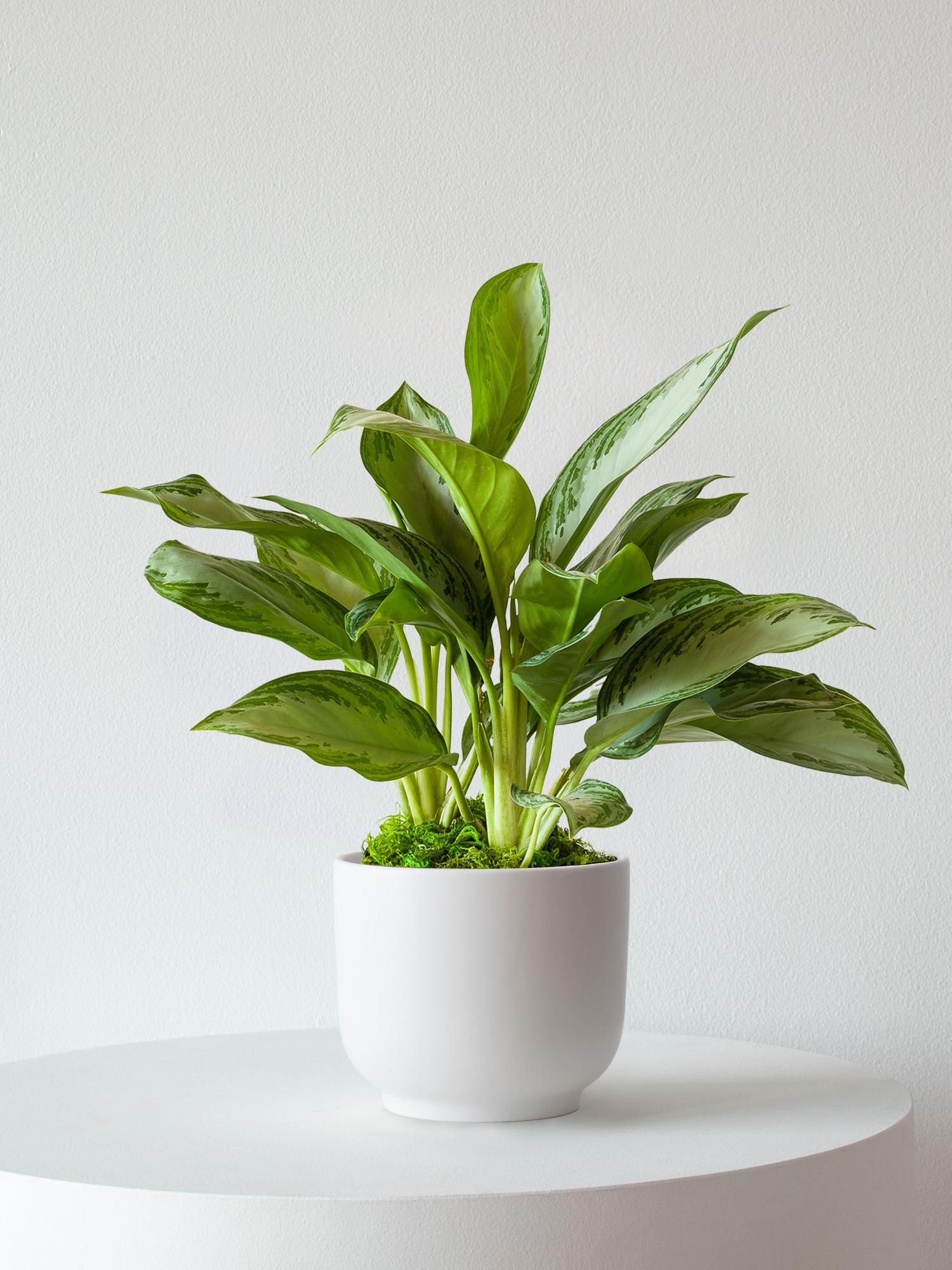 Silver Evergreen