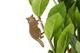 Plant Animal Raton laveur