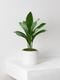Aspidistra Elatior