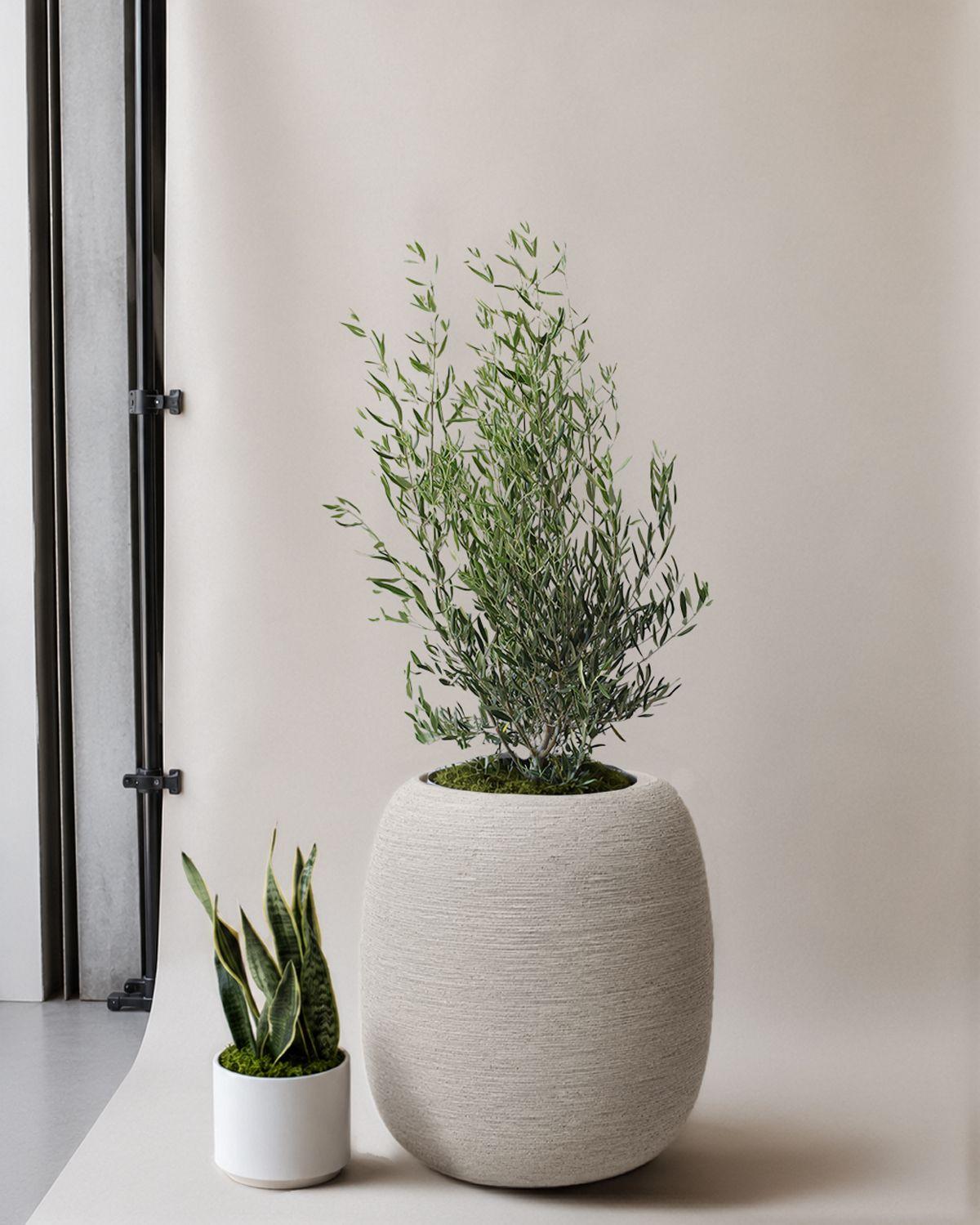 Olive Bush