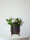 Snowdrop Calandiva