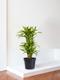 Dracaena Fragrans Lemon Lime