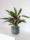 Calathea Paon de Rio