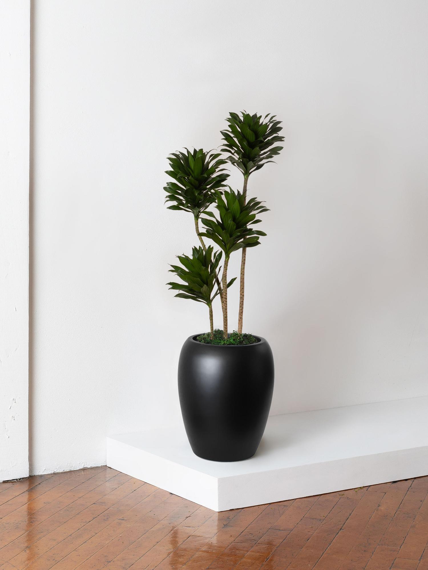 Dracaena Compacta - Black Calix Pot 