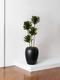 Dracaena Compacta