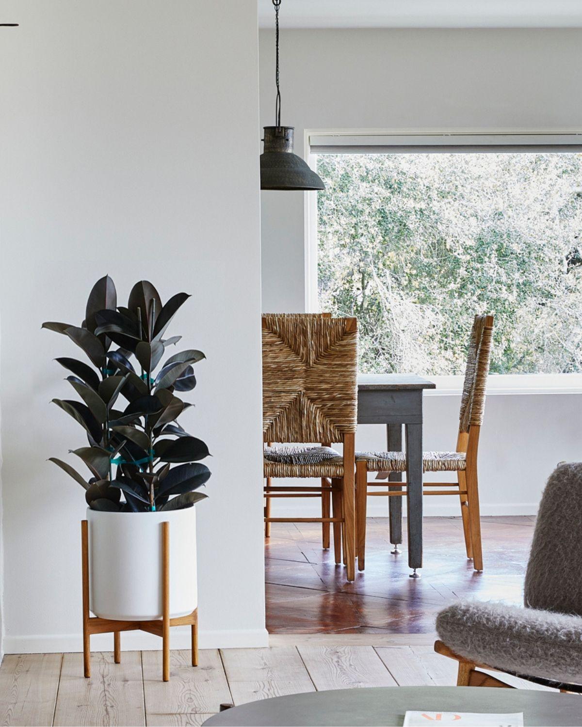 Rubber Tree