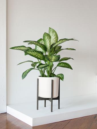 indoor plants picture