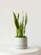Snake Plant Laurentii