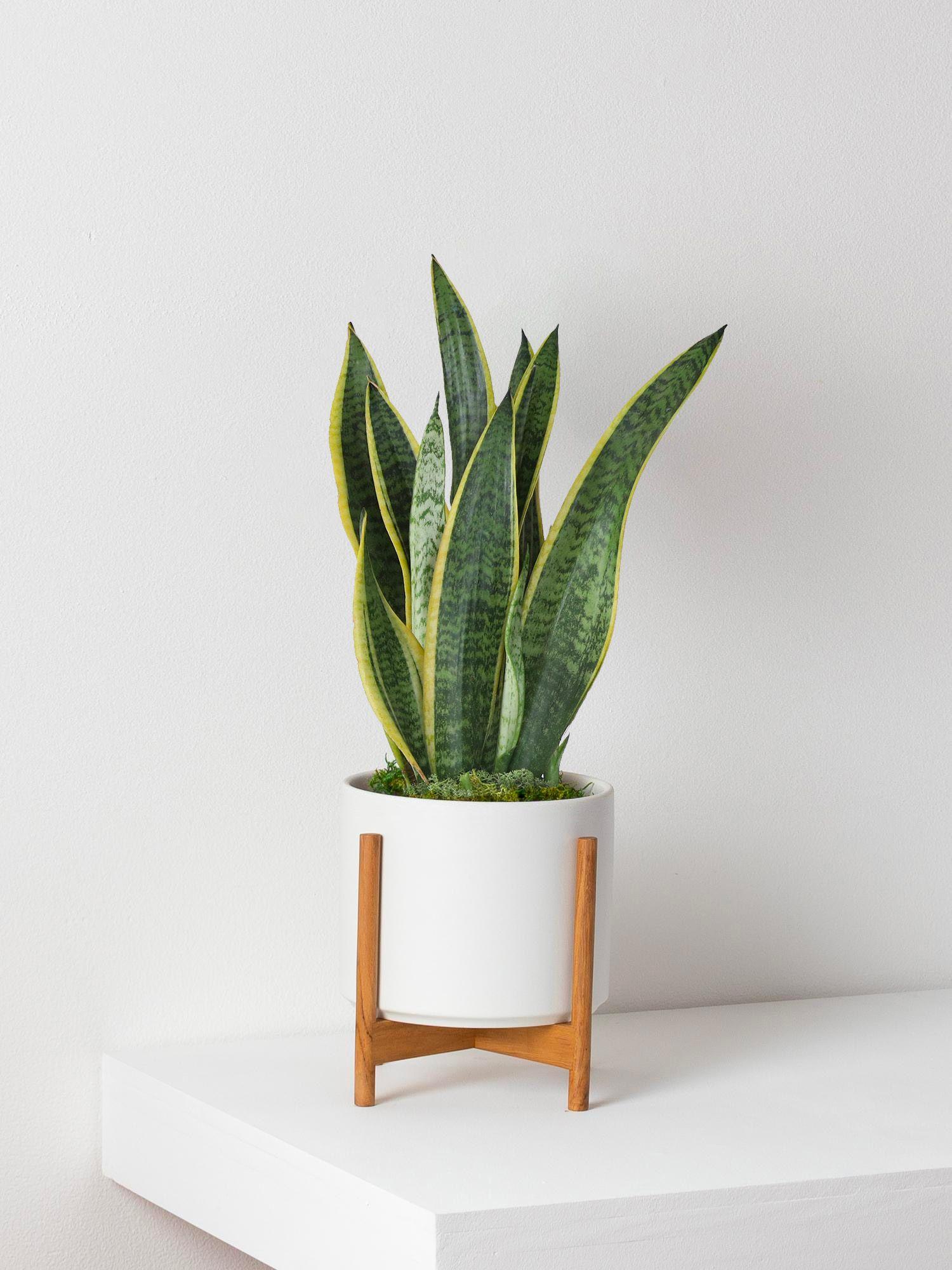 Sansevieria Laurentii